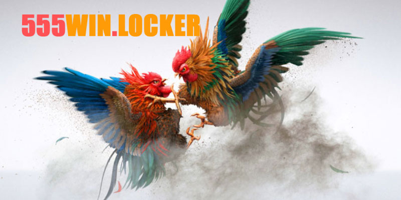 sảnh cược đá gà 555Win online